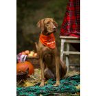 Little pumpkin kendő