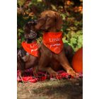 Little pumpkin kendő