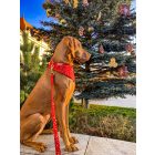 Piros arany csillagos kutyakendő