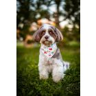 Karácsonyfadíszes kutya kendő