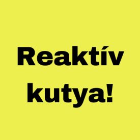 Reaktív kutya kendő