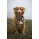 Karácsonyfadíszes kutya kendő