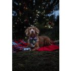 Karácsonyfadíszes kutya kendő