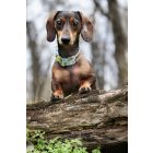 Tacskó mintás nyakörv - kék