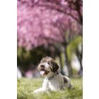 Terrazzo zöld nyakörv