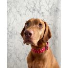 Little valentin kutya nyakörv